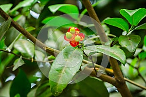 Mickey mouse plant red flower with its green seeds in a spring season at a botanical garden.