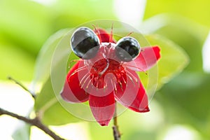 Micky mouse flower