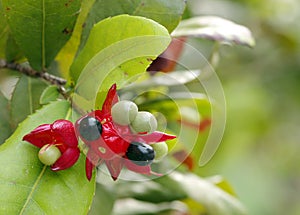 Micky mouse Plant