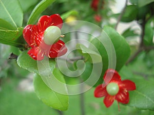 Micky mouse plant flowers