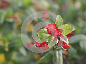 Micky mouse red flower, Scientific name Ochna kirkii Oliv. On blurred of nature background