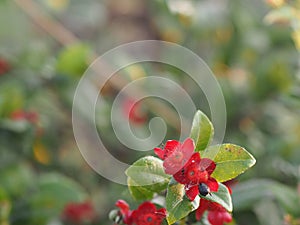 Micky mouse red flower, Scientific name Ochna kirkii Oliv. On blurred of nature background