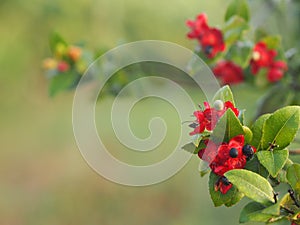 Micky mouse red flower, Scientific name Ochna kirkii Oliv. On blurred of nature background