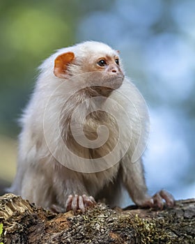 Mico argentatus, cute monkey sitting on branch photo