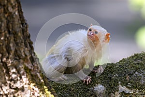 Mico argentatus, cute monkey sitting branch photo