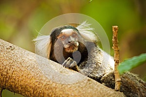 Mico Estrela - Callithrix penicillata Monkey photo