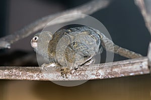 Mico sagui Black-tufted Marmoset Callithrix penicillata.