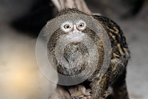 Mico sagui Black-tufted Marmoset Callithrix penicillata. photo