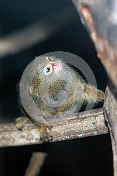 Mico sagui Black-tufted Marmoset Callithrix penicillata. photo