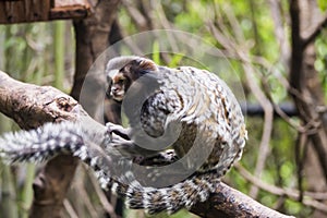 mico sagui in guangzhou wildlife zoo