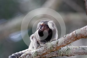 Mico sagui monkey photo