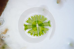 Micrasterias is a unicellular green alga