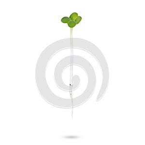 Micro baby leaf vegetable of green radish seeds sprouts isolated on a white background