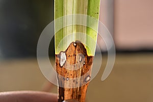 Micro Closeup of grass leaf having two shed green and brown