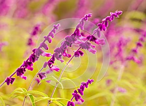 Micro lavender in a garden in Yuxi, Yunan