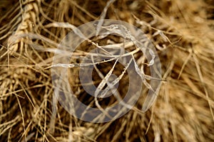 Micro closeup shot of indian wheat which is isolated on field before cleanness