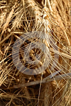 Micro closeup shot of indian wheat which is isolated on field before cleanness photo