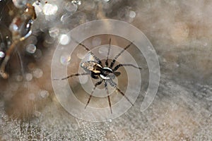 Micro details of spider waiting for prey