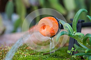 Micro drip irrigation system. Close up of a drip head in a plant pot