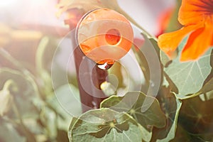 Micro drip irrigation system. Close up of a drip head in a plant pot