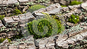 Micro-ecosystem highlighting the symbiotic relationship between tree
