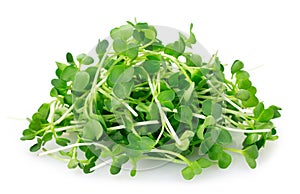 Micro green arugula isolated on white background photo