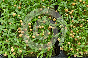 Micro-green coriander, close-up. Sprouts for healthy eating, superfood.