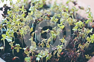 Micro green healthy food on the balcony vegetable garden seasoning for sandwiches macro