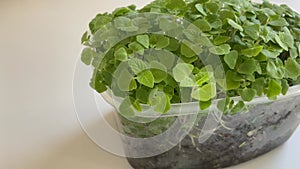 Micro-green at plastic pot from Chia seeds growing at home. Superfood High quality 4k footage