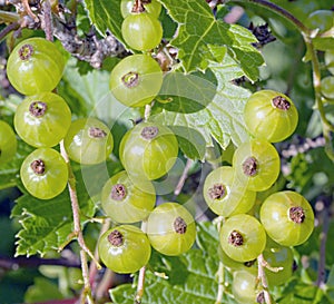 The micro of green redcurrant