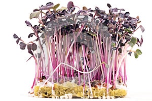 Micro-green seed seedlings on a white isolated background