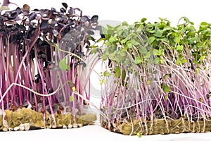 Micro-green seed seedlings on a white isolated background