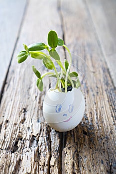 Micro green sprout growing from the egg