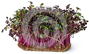 Micro green sprouts of radish isolated on white