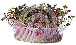 Micro green sprouts of radish isolated on white