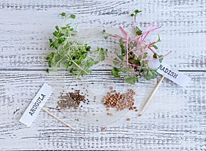 Micro green sprouts and seeds on white wooden background. Growing radish and arugula