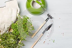 Micro-greenery, seedlings in a garden box. Top view on a gray wood surface. With miniature garden tools