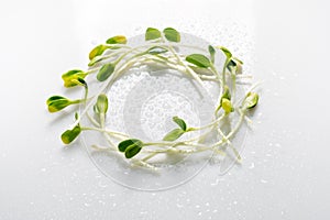 Micro greens arranged in circle on white background with water drops. Sunflower sprouts, microgreens. Flat lay. Nature