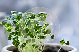 Micro greens arugula sprouts close up. Growing baby sprouts