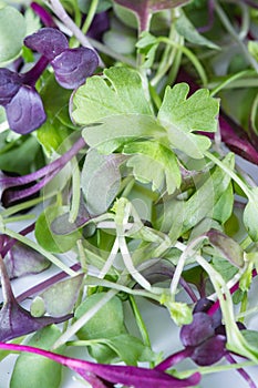 Micro greens close-up