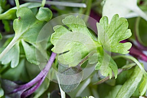 Micro greens close-up