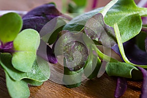 Micro greens close-up