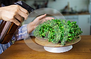 Micro greens close up. Basil leevas in container. Organic food concept. Healthy herbs. Basil in soil. Home farming concept.