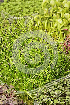 Micro greens close up. Young shoots of wild onions