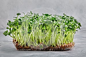 Micro greens, cress arugula. A layer of microgreens on a light background, close-up, copy space.