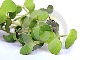 Micro greens detail