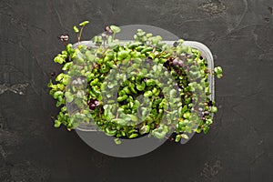 Micro greens growing in plastic bowl top view