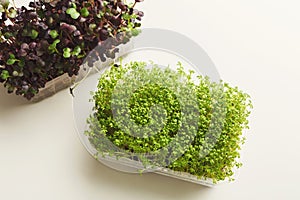 Micro greens growing in plastic bowl top view,