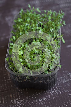 Micro greens mizuna