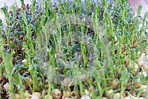 Micro greens pea young tendril plants